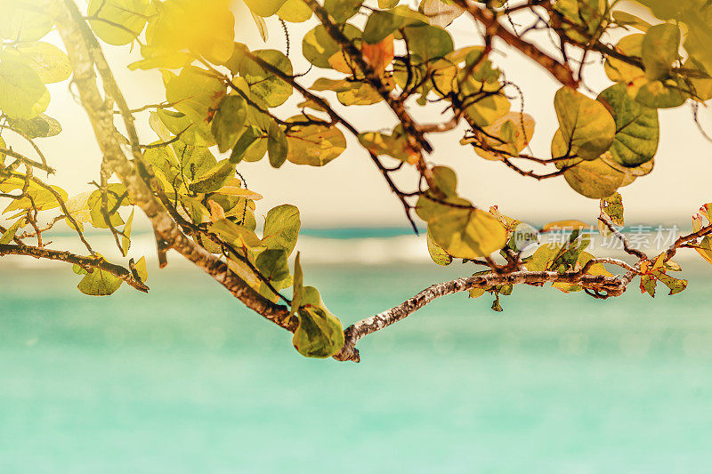 加勒比海海滩上的Sunny Branch